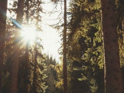 trees in a forest